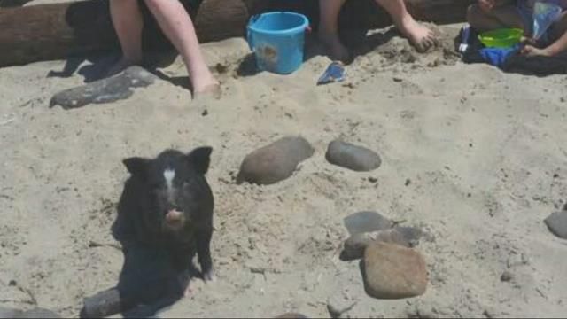 Pet pig returned to Newport family after making a big splash on social media