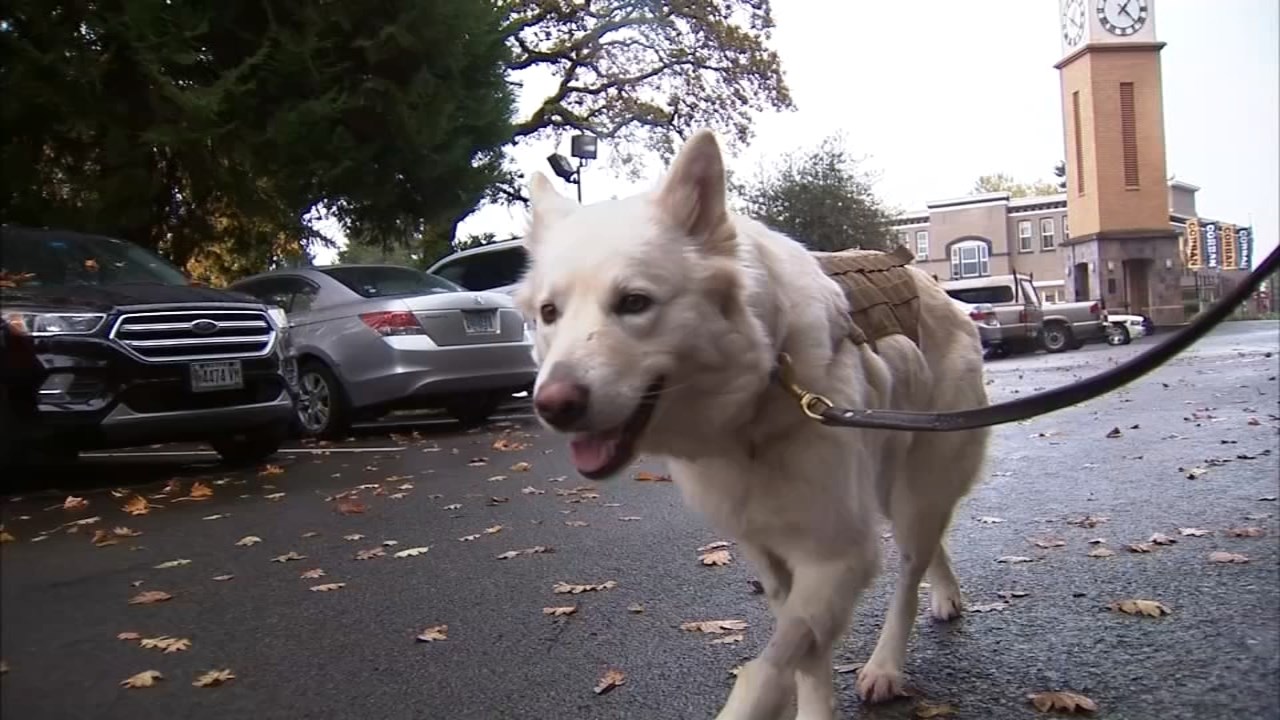 Corban campus safety dog recovering after being shot near owner’s home