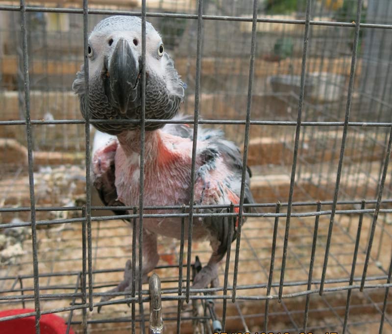 rescue birds in oregon