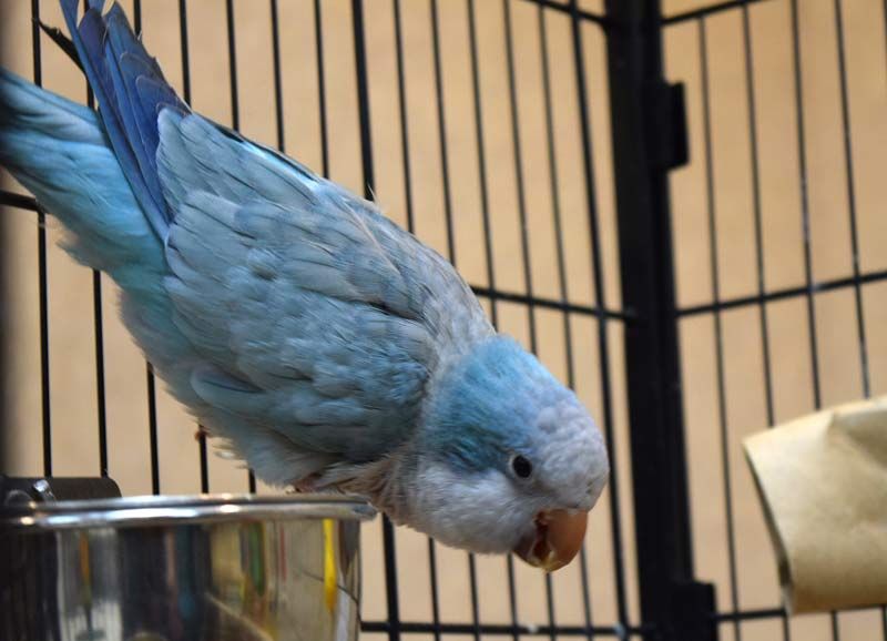 Dozens of rescued birds available for viewing, adoption at Orego KPTV