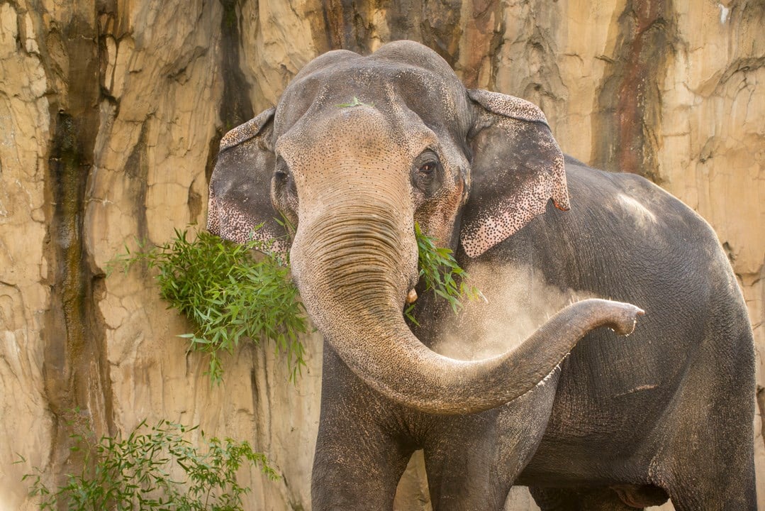 Oregon Zoo euthanizes Asian elephant Packy