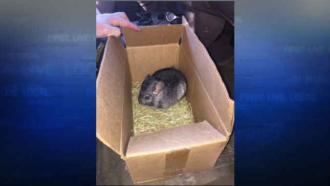 Photo: West Linn Police Department