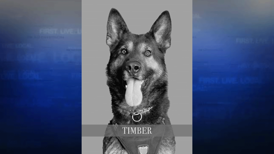 K-9 Timber (Courtesy: Hillsboro Police Dept.)