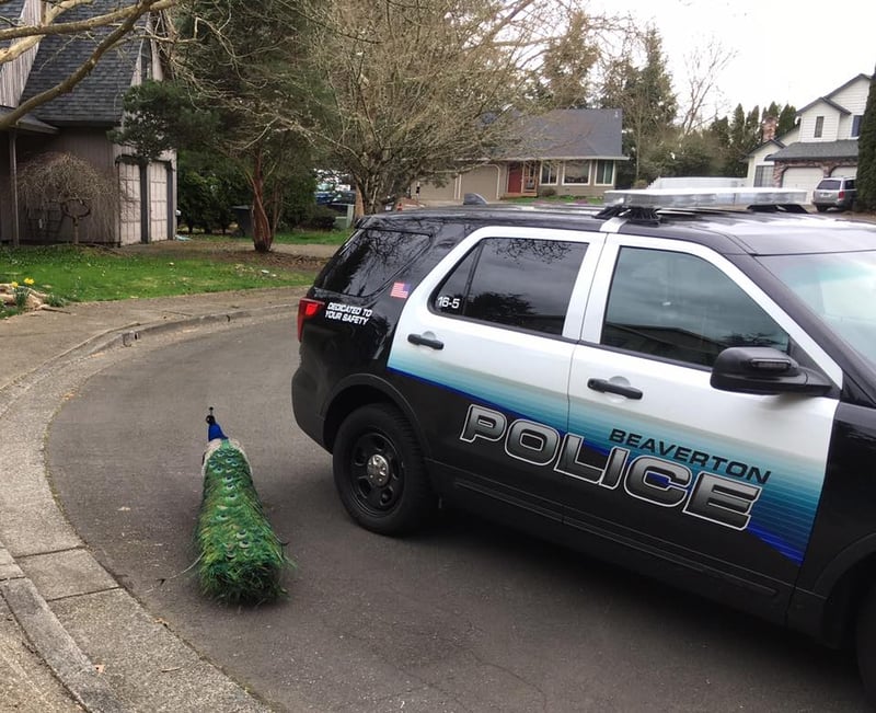 Police Peacock on the loose in Beaverton KPTV FOX 12