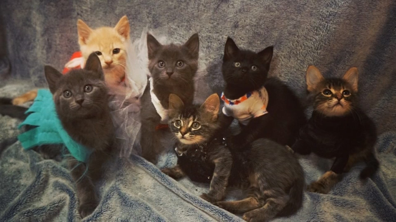 Portland vet hopes T-Swift kitten pics lead to a ‘Love Story’