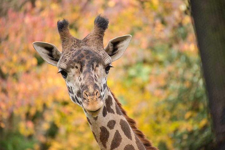 Oregon Zoo offering free admission on Nov. 19