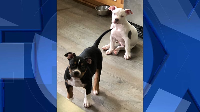 Photo of the two puppies that were stolen (Washington County Sheriff's Office)