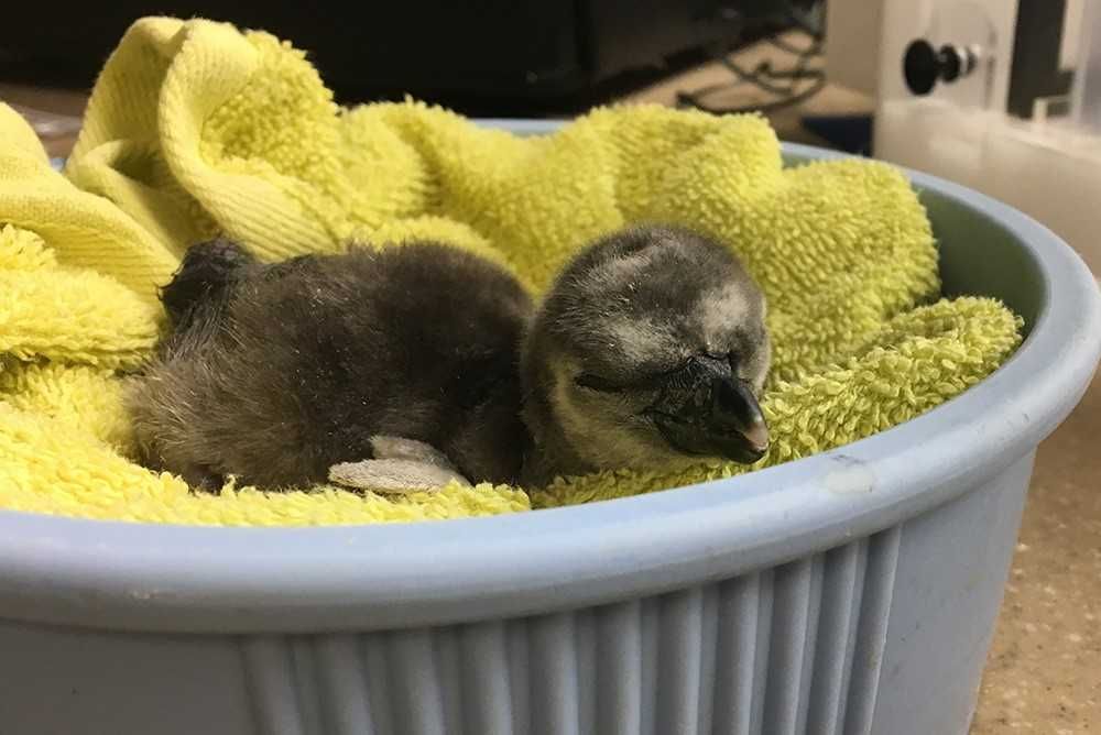Oregon Zoo first penguin chick of hatching season KPTV FOX 12