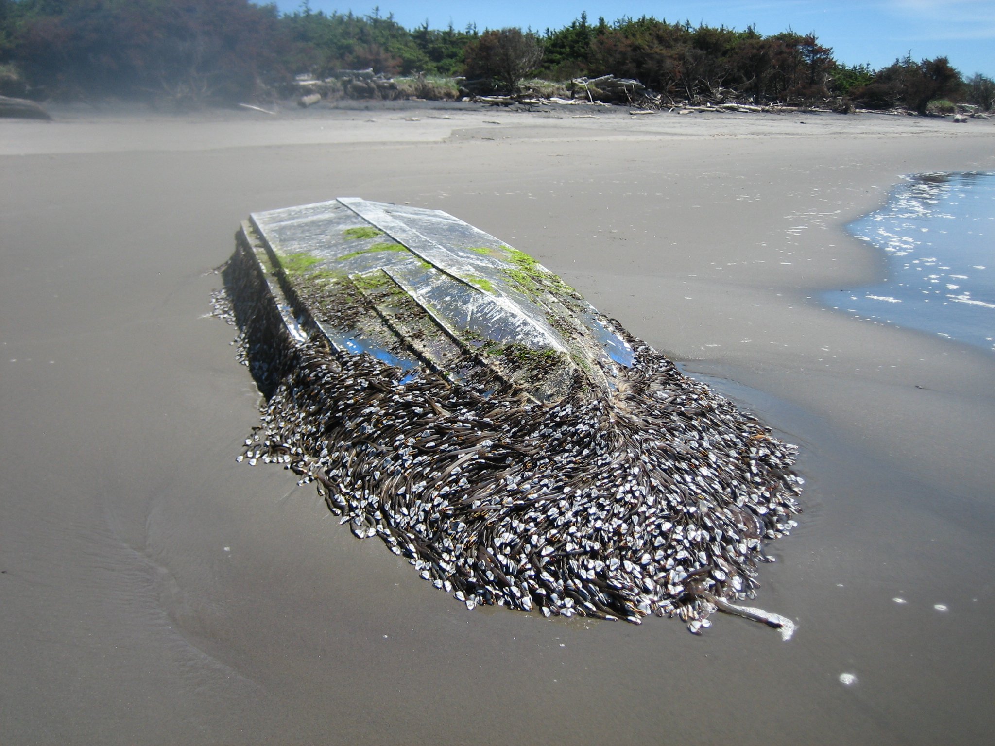 Possible Japanese fishing boat removed from Washington beach - KPTV 