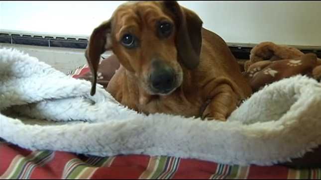 Obie the dachshund to undergo surgery - KPTV - FOX 12