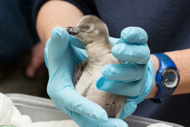 A recently hatched Humboldt penguin gets a checkup at the Oregon Zoo. (Source: Michael Durham/Oregon Zoo)
