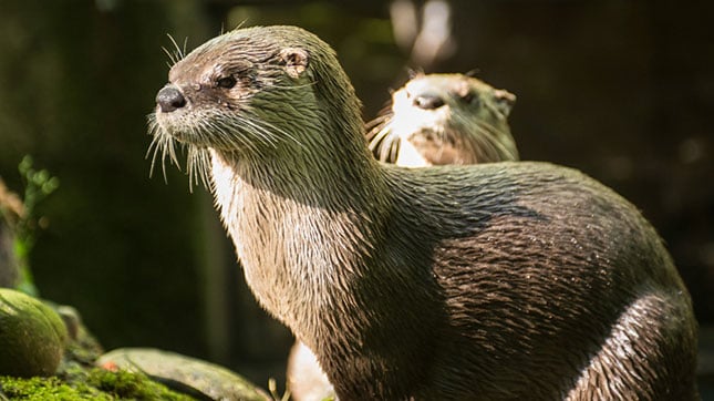 Oregon Zoo to host Otter Awareness Day on Sunday - KPTV - FOX 12