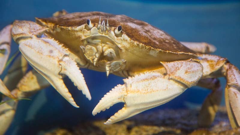 Rare white Dungeness crabs spared from dinner plate on display a - KPTV ...