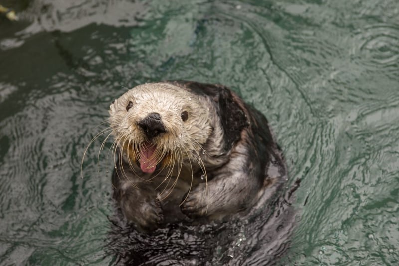 Thelma, the geriatric Oregon Zoo otter with one lung, euthanized - KPTV ...