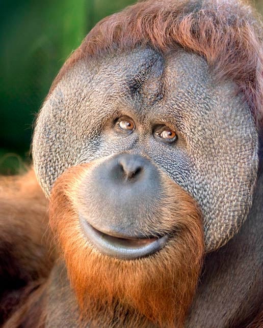 Oregon Zoo firings tied to death of 20-year-old orangutan - KPTV - FOX 12